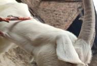 	羊嘴角生口瘡，請(qǐng)問(wèn)如何處理！謝謝