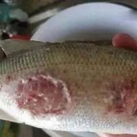 爛身、爛尾、腹水的情況應(yīng)該怎么辦？