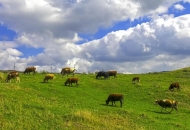 	繁殖母牛應(yīng)注意的12個(gè)要點(diǎn)，全是精華知識(shí)點(diǎn)