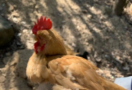 怎么挑選雞腳環(huán)、計(jì)步器？腳環(huán)計(jì)步器有什么功能？