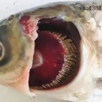 引起魚(yú)類(lèi)爛鰓病的病因有哪些？如何防治？