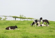 	養(yǎng)鬩母牛如何實(shí)現(xiàn)一年一胎，關(guān)鍵點(diǎn)在這里！