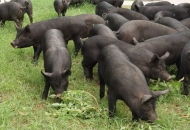 	黑豬養(yǎng)殖的日常管理