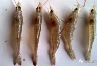 	南美白對(duì)蝦10大疾病介紹（帶圖）