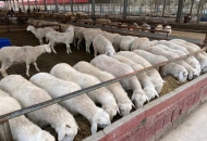 	種羊養(yǎng)殖，常年供應(yīng)供應(yīng)優(yōu)質(zhì)美國(guó)白