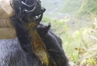 	山羊拉肚子用什么藥好