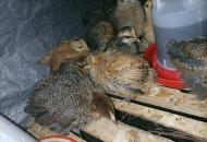 	家養(yǎng)的雞眼睛鼻子都長(zhǎng)水痘，還感冒