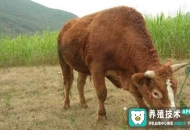 	魯西黃牛養(yǎng)殖技術(shù)