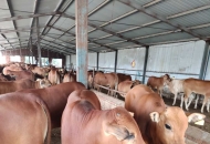 西門(mén)塔爾牛，魯西黃牛，牛犢，肉牛犢