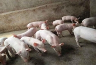 	仔豬補(bǔ)料注意事項(xiàng)