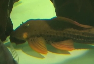 請(qǐng)問(wèn)清道夫這個(gè)是什么情況，不知道一顆啥東西，之前是...