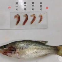 加州鱸魚(yú)苗階段指環(huán)蟲(chóng)危害嚴(yán)重應(yīng)該辦？